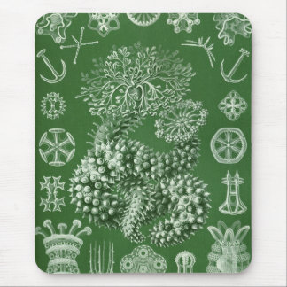 Alfombrilla De Ratón Haeckel