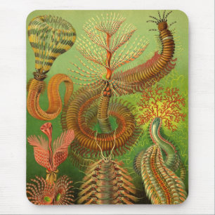 Alfombrilla De Ratón Haeckel Centipedes