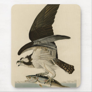 Alfombrilla De Ratón Halcón de pescado, Osprey, de los pájaros estadoun
