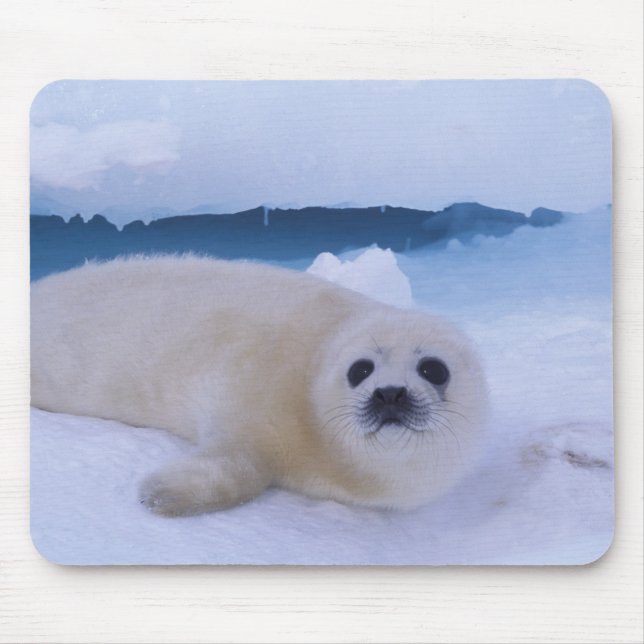 Alfombrilla De Ratón Harp Seal Norteamérica, Canadá, Quebec (Frente)