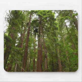 Alfombrilla De Ratón Hasta secuoyas en el Monumento Nacional Muir Woods