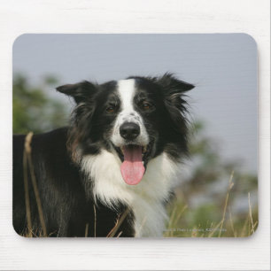 Alfombrilla De Ratón Headshot 1 del jadeo del border collie