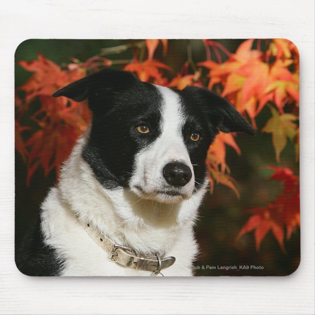 Alfombrilla De Ratón Headshot del otoño del border collie (Frente)