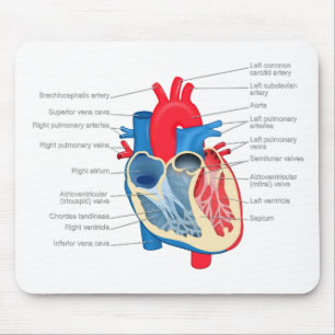Alfombrilla De Ratón Heart_Anatomy