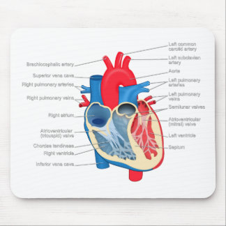 Alfombrilla De Ratón Heart_Anatomy
