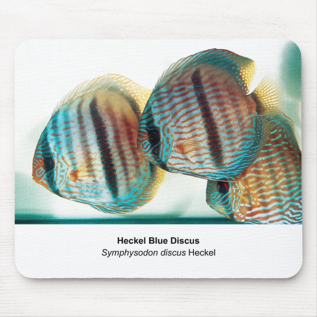 Alfombrilla De Ratón Heckel Blue Discus (Frente)