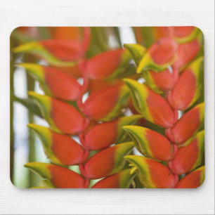 Alfombrilla De Ratón Heliconia colgante, Martes Semanal y