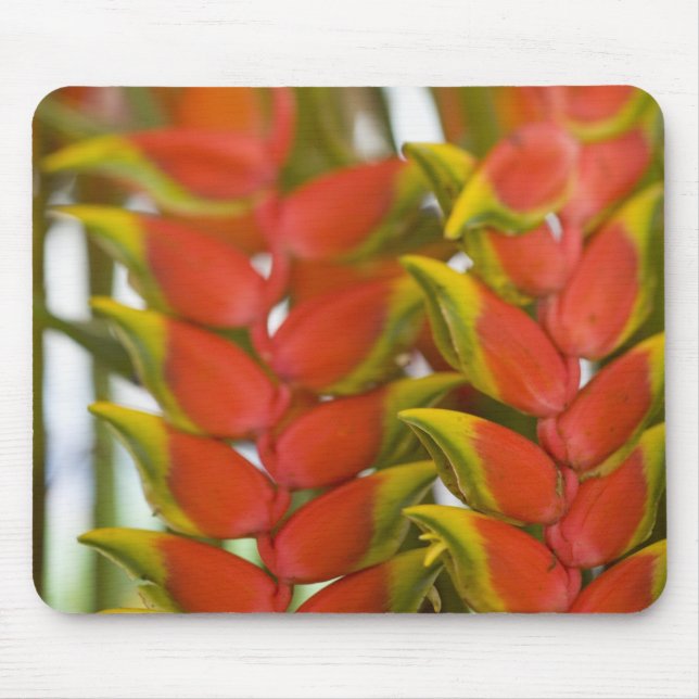 Alfombrilla De Ratón Heliconia colgante, Martes Semanal y (Frente)