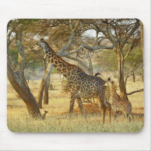 Alfombrilla De Ratón Hembra adulta y jirafa juvenil, Giraffa