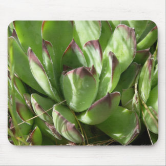 Alfombrilla De Ratón Hen y pollitos (Sempervivum)