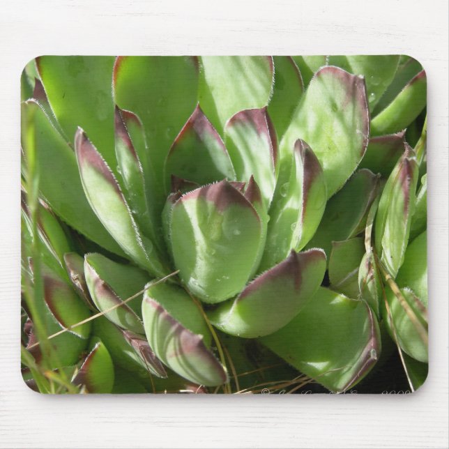 Alfombrilla De Ratón Hen y pollitos (Sempervivum) (Frente)