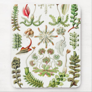 Alfombrilla De Ratón Hepaticaos Lebermoose por Ernst Haeckel