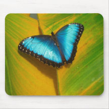 Hermosa mariposa irlandesa