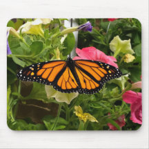Hermosa mariposa monarca esparce alas Petunia