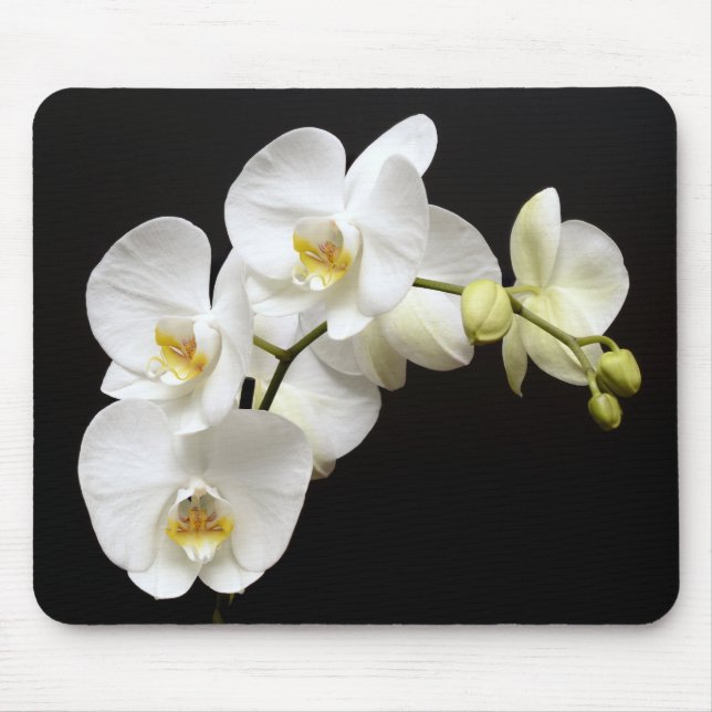 Alfombrilla De Ratón Hermosa orquídea blanca con fondo negro (Frente)