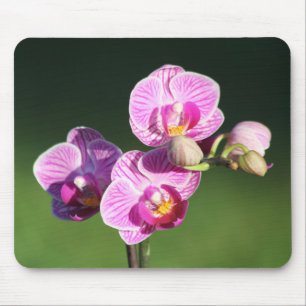 Alfombrilla De Ratón Hermosa orquídea morada y rosa