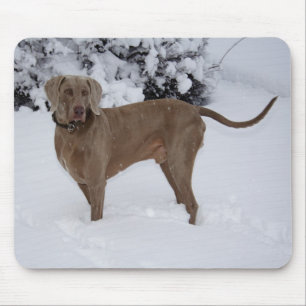 Alfombrilla De Ratón Hermosa Weimaraner en la nieve