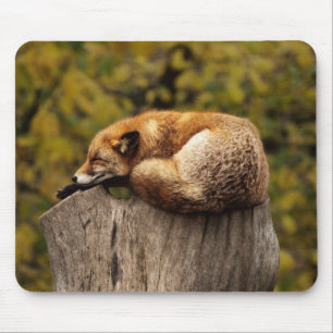 Alfombrilla De Ratón Hermosa zorra durmiendo en un árbol