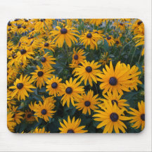 Hermosas flores de margarita doradas
