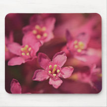 Hermosas Flores Rosadas