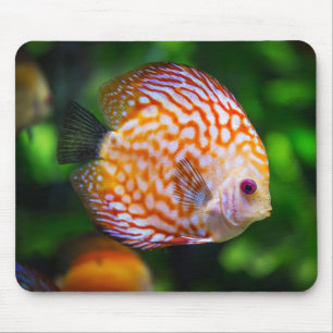 Alfombrilla De Ratón Hermoso acercamiento de un pez discus