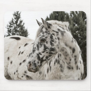 Alfombrilla De Ratón Hermoso Caballo Appaloosa, Occidental, Appy