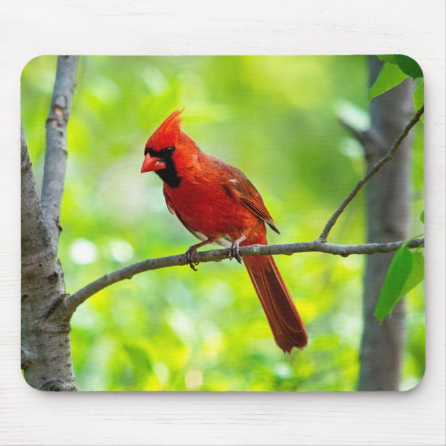 Alfombrilla De Ratón Hermoso cardenal rojo brillante en un árbol (Frente)