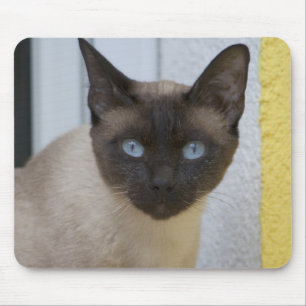 Alfombrilla De Ratón Hermoso gato siamés punto de foca