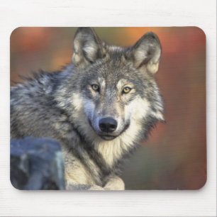 Alfombrilla De Ratón Hermoso Lobo
