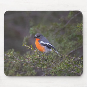 Alfombrilla De Ratón Hermoso Naranja Robin de la llama materna
