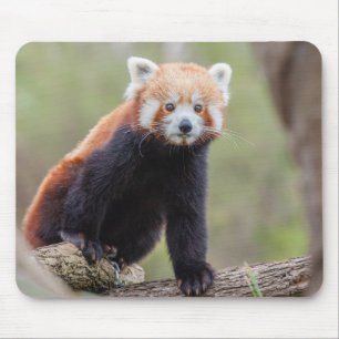 Alfombrilla De Ratón Hermoso Panda Rojo en una rama