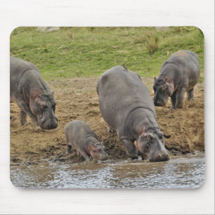 Alfombrilla De Ratón Hipopótamo, Hippopotamus amphibius, Serengeti