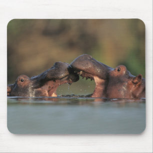 Alfombrilla De Ratón Hipopótamos (Hippopotamus Amphibius) Luchando