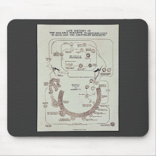 Alfombrilla De Ratón Historia de vida del parásito de malaria