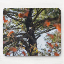 Hojas de águila y caída