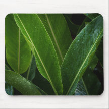 Hojas tropicales lluviosas, naturaleza simple