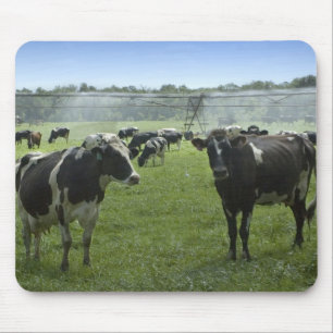 Alfombrilla De Ratón Holstein Cattle Mousepad