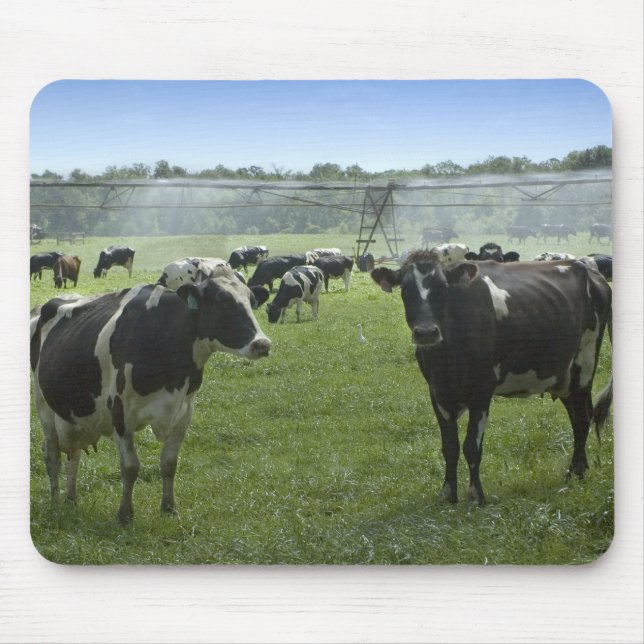 Alfombrilla De Ratón Holstein Cattle Mousepad (Frente)