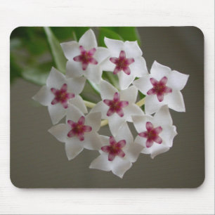 Alfombrilla De Ratón Hoya lanceolata ssp. 1.ᵉʳ belleza