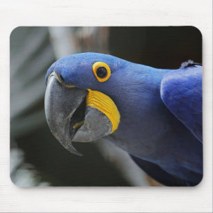 Alfombrilla De Ratón Hyacinin Azul Y Amarillo Loro Macaw