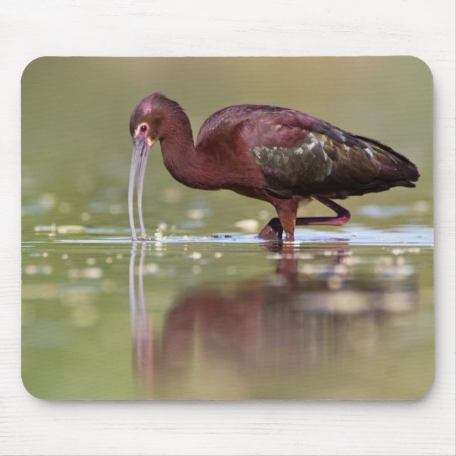 Alfombrilla De Ratón Ibis en los estanques  (Frente)