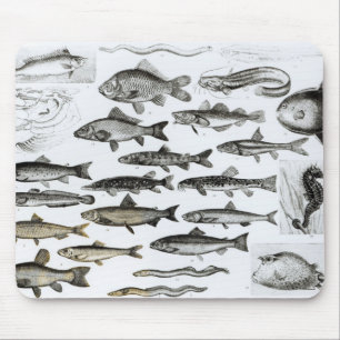 Alfombrilla De Ratón Ictiología, pescados oseos, Marisipobranchs