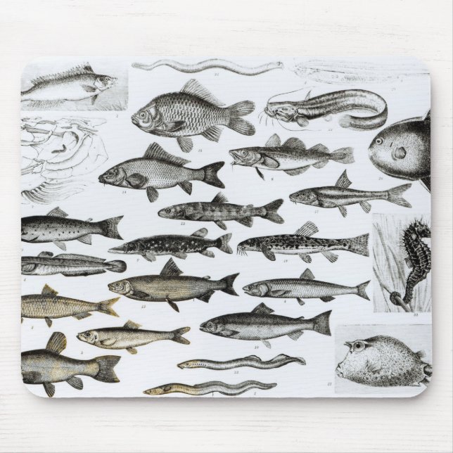 Alfombrilla De Ratón Ictiología, pescados oseos, Marisipobranchs (Frente)