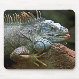 Alfombrilla De Ratón iguana, animal, fauna