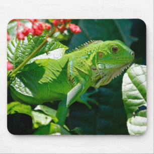 Alfombrilla De Ratón Iguana Lizard