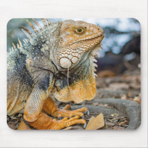 Alfombrilla De Ratón iguana, reptil, mamífero