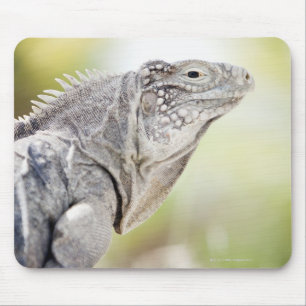 Alfombrilla De Ratón Iguana verde grande que toma el sol en el sol en