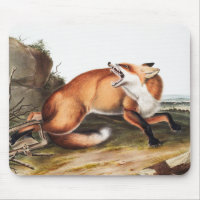 Ilustracion americano de Fox Roja (Vulpes Fulvus)