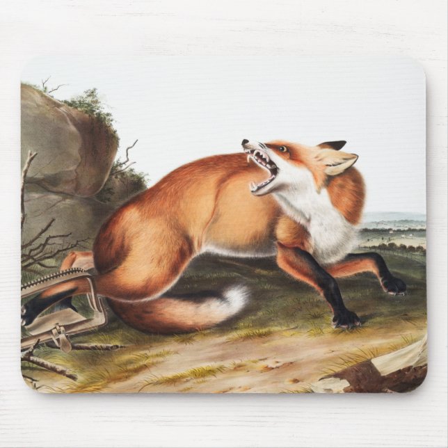 Alfombrilla De Ratón Ilustracion americano de Fox Roja (Vulpes Fulvus) (Frente)