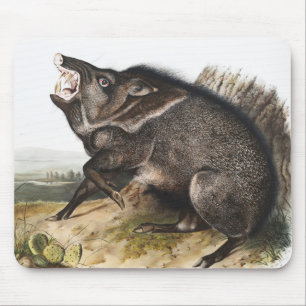 Alfombrilla De Ratón Ilustracion Collared Peccary Dycoteles torquatus